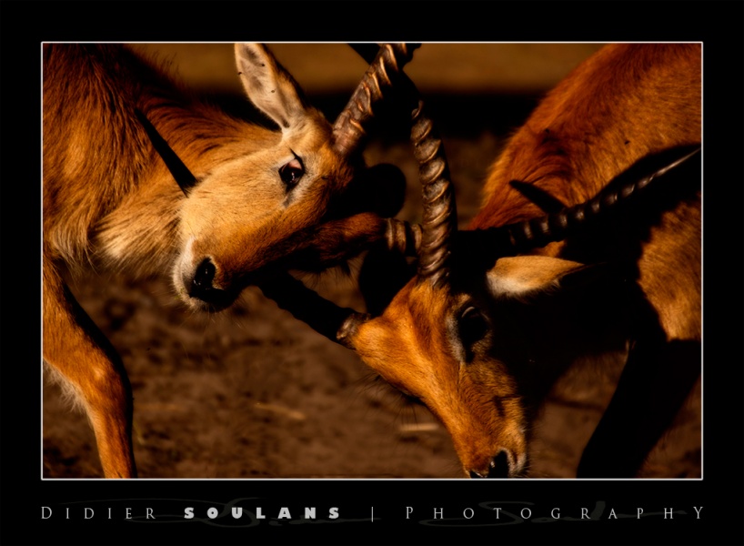 Combat-antilopes-2.jpg